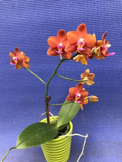 Phalaenopsis Unique Lady Georgie 'LM280'