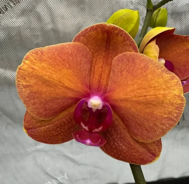 Phalaenopsis Surf Song 'Ox Blood Orange'