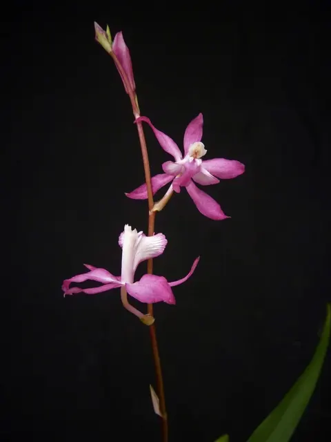Cochlioda vulcanica