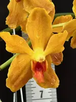 Paravanda Golden Delight ‘Crow Fox’