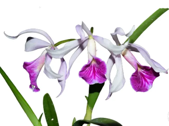 Brassocattleya Maria Hatnay (Brassocattleya)