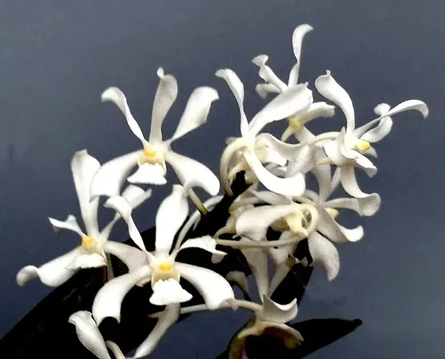 Vanda coerulescens alba (Vanda)