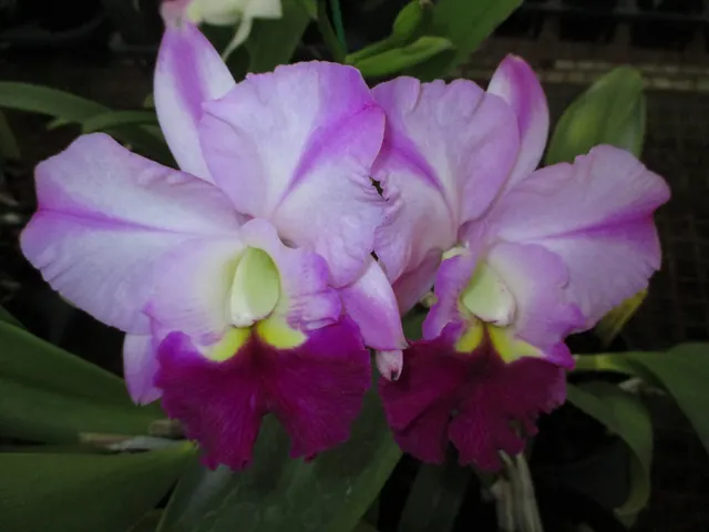 Brassolaeliocattleya Robert's Choice 'Dee' (Brassolaeliocattleya)