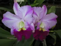 CAO43 Blc. Robert's Choice 'Dee' 3 1/4 inch pot (1-2 years to bloom)