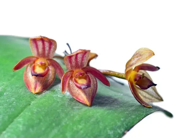 Pleurothallis omoglossa (Pleurothallis)