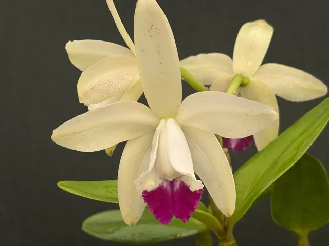 Cattleya intermedia 'Pinto' (Cattleya)