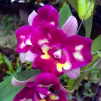 Cattleya Chomyong Beauty