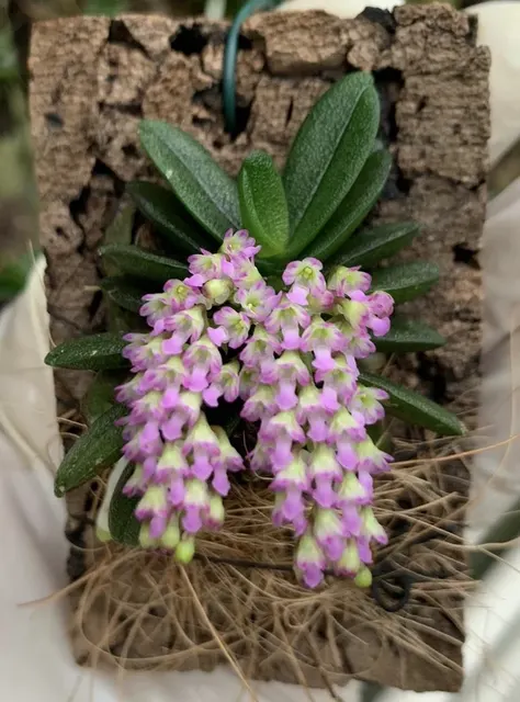 Schoenorchis fragrans 'Big Old Plant' (Schoenorchis)