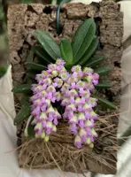 Schoenorchis fragrans 'Big Old Plant'