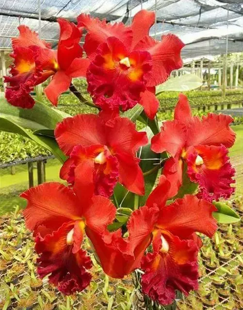 Cattleya Nakornchaisri Red
