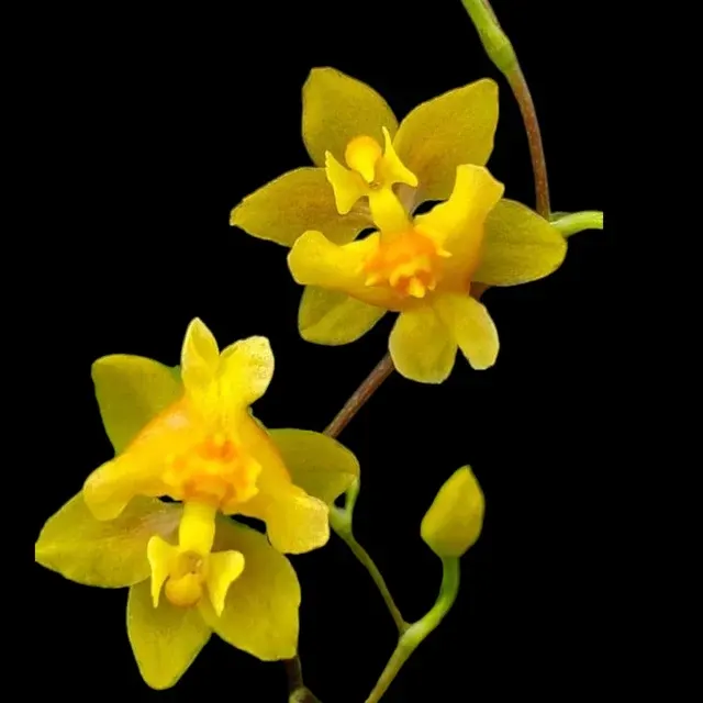 Oncidium Twinkle — BS-2.5in Pot / In Bud/spike/bloom 'Oro' (Oncidium)