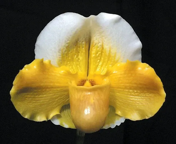 Paphiopedilum Via Muchos Ninos HCC 'Full Moon'