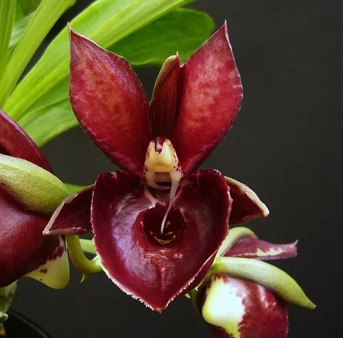 Catasetum Mark's Red Hermosa