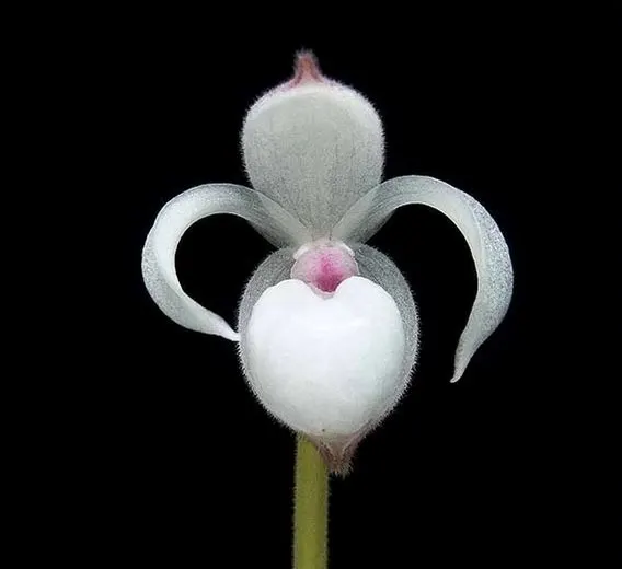 Phragmipedium xerophyticum (Phragmipedium)