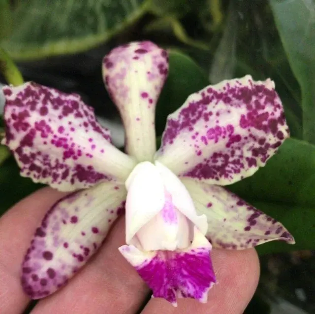 Cattleya Emerald 'Orchid Queen'