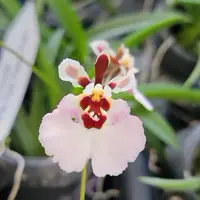 Tolumnia Jairak Flyer 'Pastel Pink'
