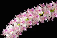 Rhynchostylis retusa