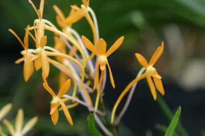 Vanda Hsinying Starlight (Vanda)