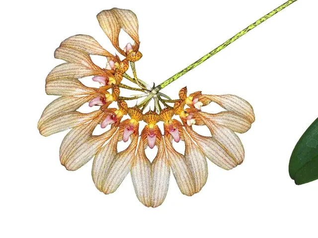 Bulbophyllum Ethan (Bulbophyllum)