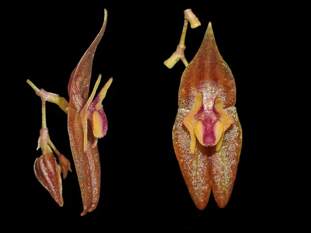 Lepanthes marthae (Lepanthes)