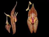 Lepanthes marthae