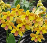 Brown Yellow 105 Seedling