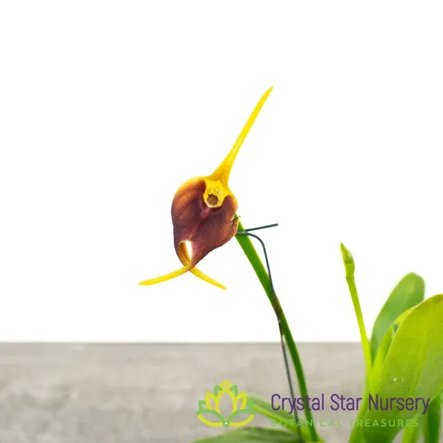 Masdevallia Amplexa X Xanthura (Masdevallia)