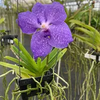 Live Orchid Vanda Flower Plant from Hawaii | Exotic Blue/Purple/Pink/Red Flower | Free Shipping in a Hanging Orchid Basket from Hawaii