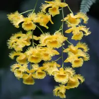 Dendrobium harveyanum sp.