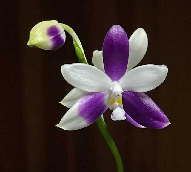 Phalaenopsis Yaphon GG