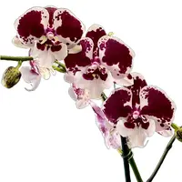 Phalaenopsis Orchid Untold Stories - Mature Plant