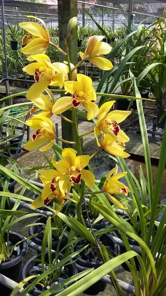 Cymbidium rattanakosin (Cymbidium)
