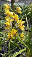 Cymbidium Rattanakosin