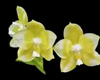 Phalaenopsis MITUO GOLDEN TIGER 'Yellow Dragon' (Magnificent Mibs x Lyndon Reflex)
