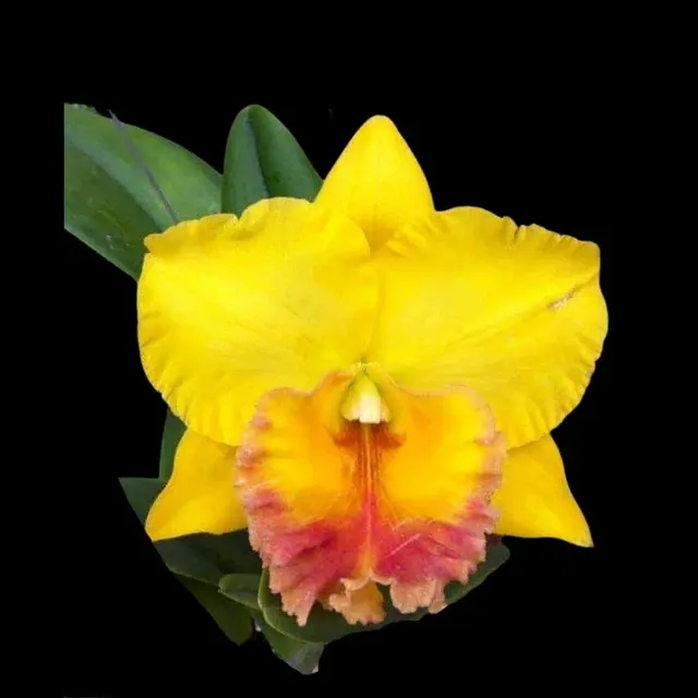 Cattleya Alliance - Rlc. Thong Suparn (Cattleya)