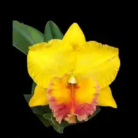 Cattleya Alliance - Rlc. Thong Suparn