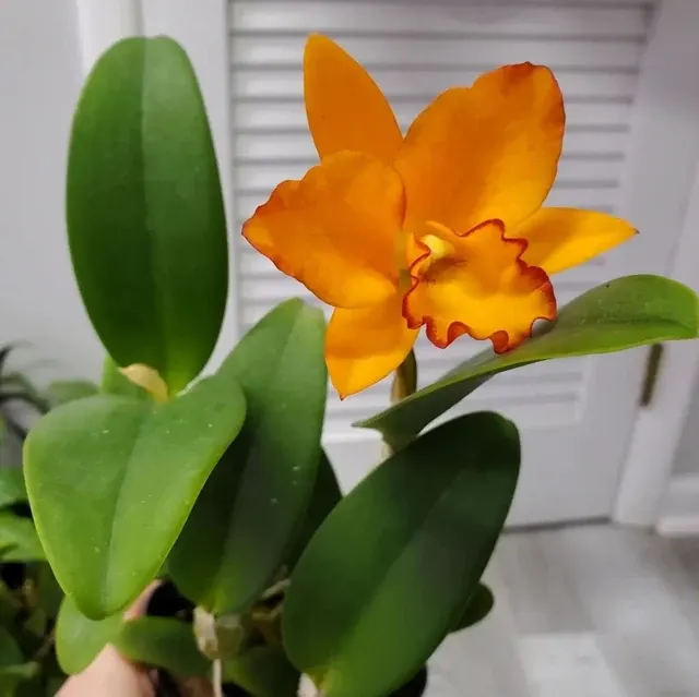 Brassolaeliocattleya Dan O Jubilee' Near Blooming Size 'Neil'