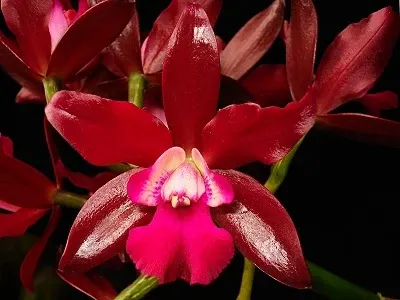 Cattleya Sagarik Wax 'African Beauty'