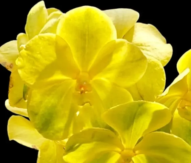 Vanda Kultana Gold (Vanda)