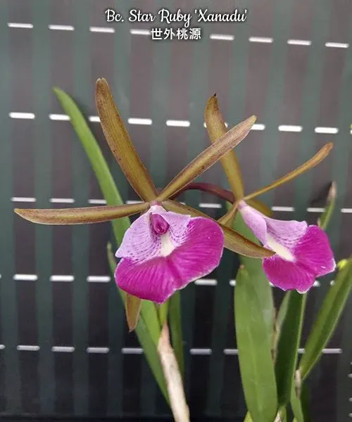 Brassocattleya Star Ruby 'Xanadu' (Brassocattleya)