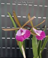 Bc. Star Ruby 'Xanadu' — Blooming size