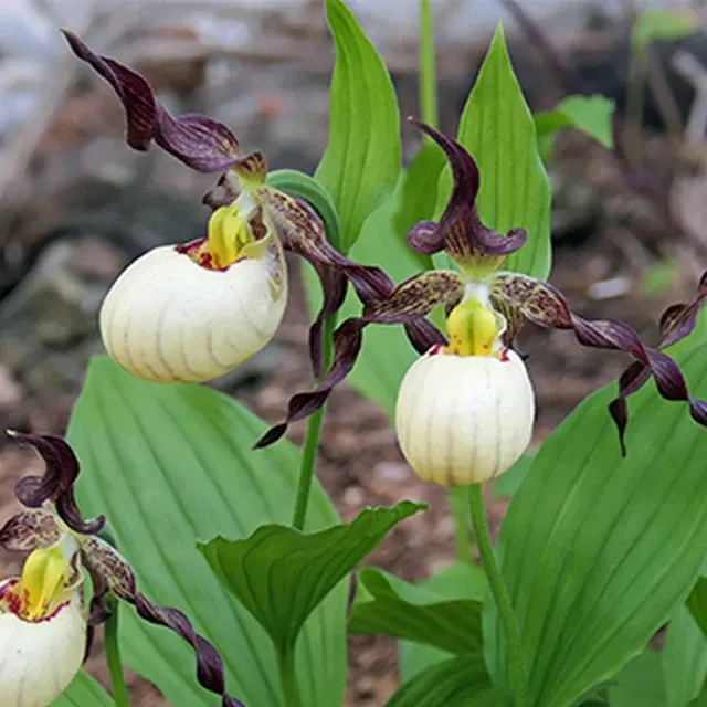 Cypripedium 'Frosch's Mother Earth'