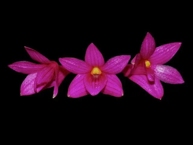 Dendrobium goldschmidtianum x sib 'T3' (Dendrobium)