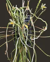 Thrixspermum filiforium