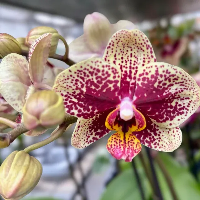 Phalaenopsis Spain