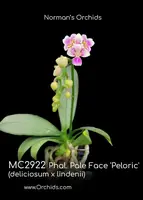 Phal Pale Face 'Peloric , Note : Micro Mini Flowers ' (deliciosa x lindenii)