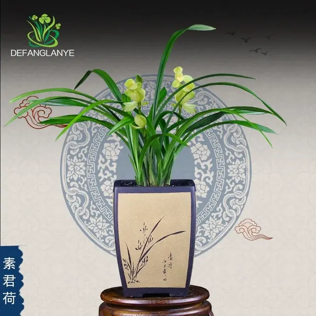 Cymbidium ensifolium 'Su Jun He'