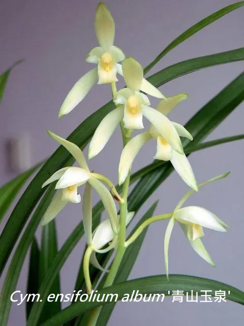Cymbidium ensifolium 'QingShanYuQuan' (Cymbidium)
