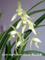 Cym. ensifolium 'QingShanYuQuan' (CYME29) ( - - ensifolium )