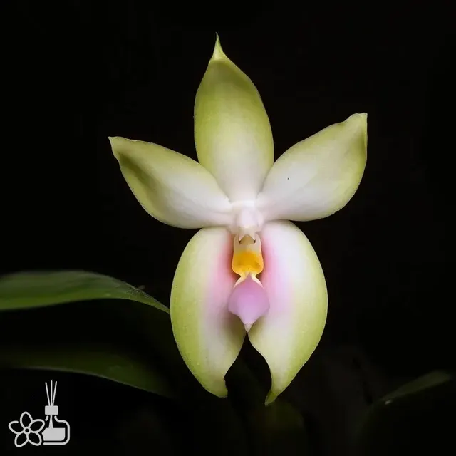 Phalaenopsis bellina f. chloracea